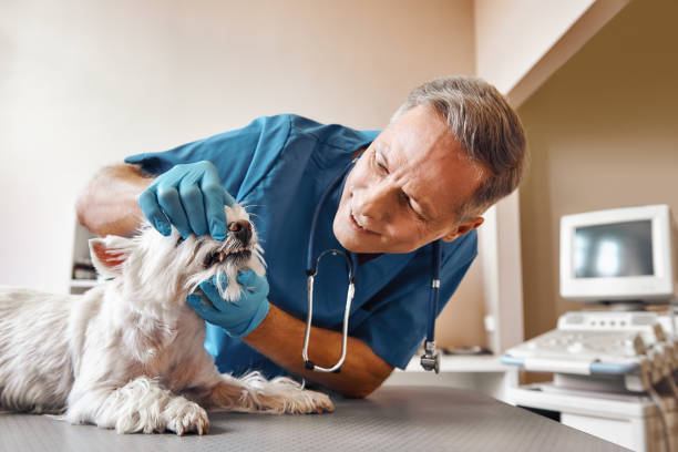 Best Emergency Denture Repair in Copperopolis, CA